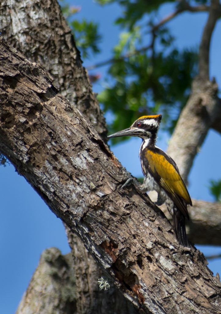 Tree-clinging Birds